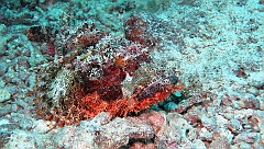IMG_1084rf_Maldives_Madoogali_Plongee 11_Donagali thila_Poisson scorpion a guenilles_Scorpaenopsis venosa